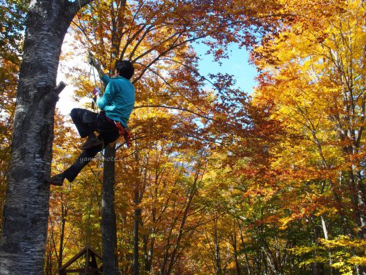 紅葉の森で木登りする男性