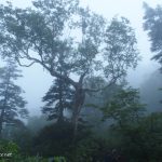 Mt.HakubaNorikura201508281